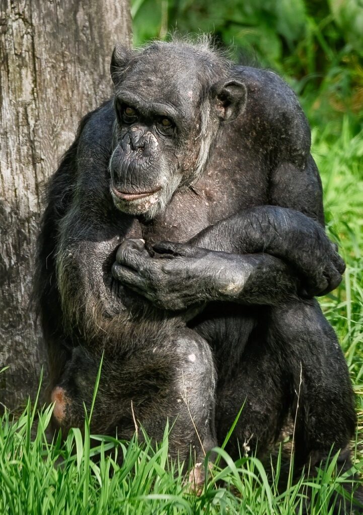 chimpanzee, chimp, monkey-8300177.jpg
